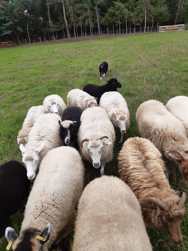 Border Bos - Visual