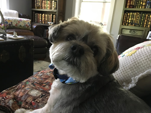 Dog Daze Grooming Salon - Thumbnail
