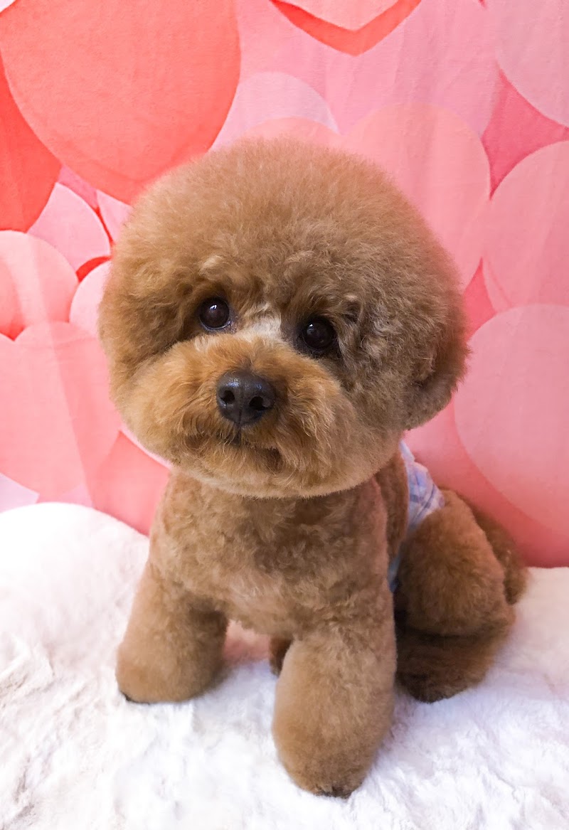 ドッグサロン ｎａｎａ’ｓｐａｆｅ