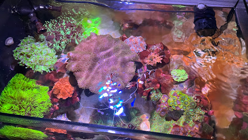 Polyp Box - Visual