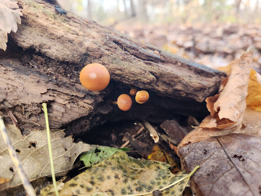 Mangan Woods - Thumbnail