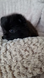 Photo n°8 de Elevage de Spitz nain poméranian Luxurypom's à Gundolsheim (Éleveur)