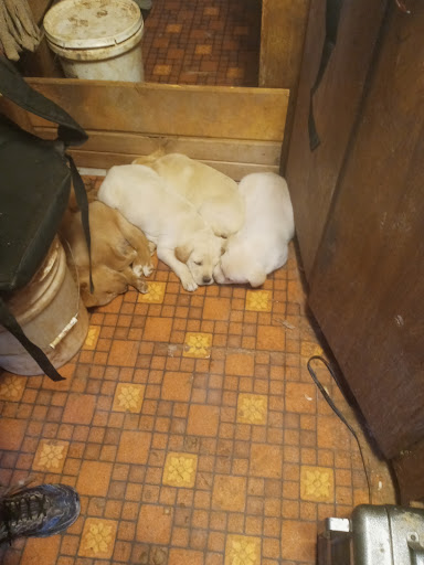 Roosevelt City Animal Shelter - Thumbnail