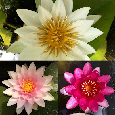 Photos of Bells Water Gardens