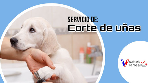 Veterinaria Villarreal