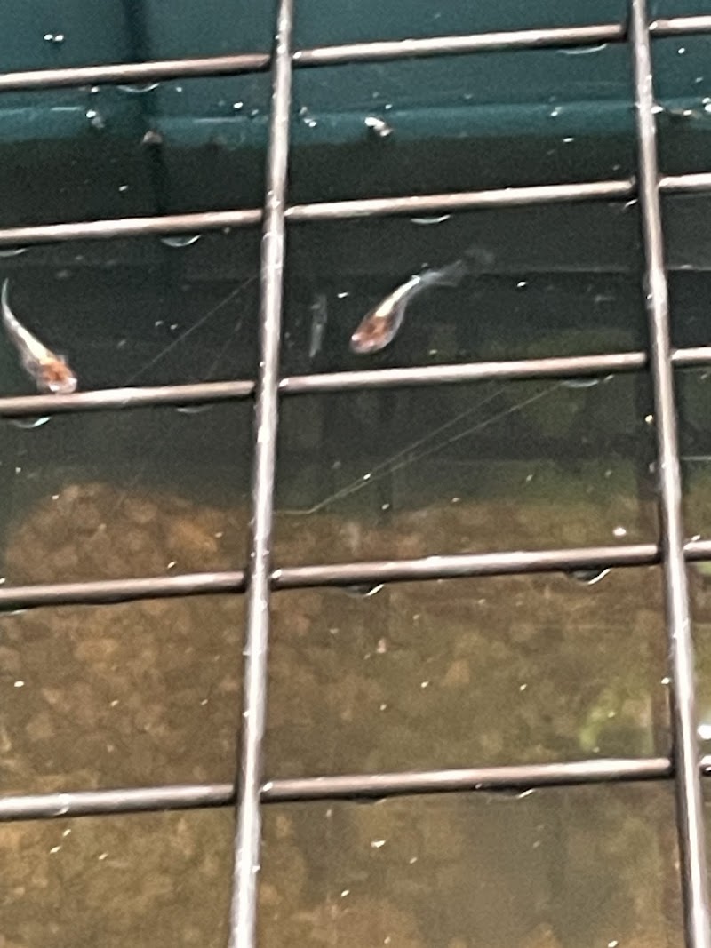 小ちゃなメダカ屋さん