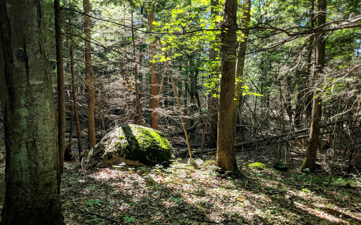 Whitney and Thayer Woods Gallery - United States