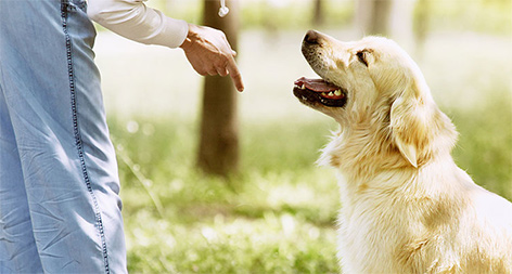 Zoopro - Training Animals Compagnie