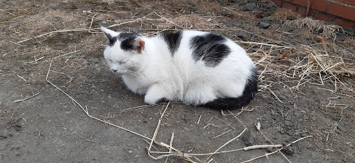 Powside Cattery - United Kingdom