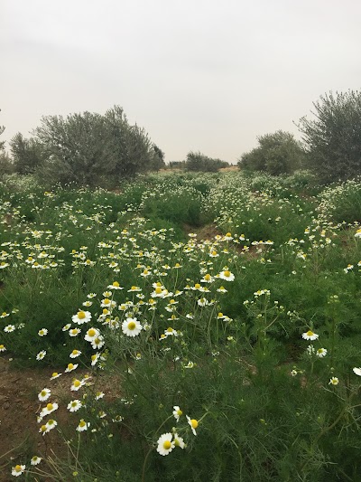Photos of شركه الرحاب للاعشاب
