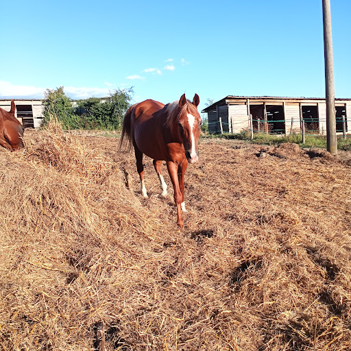 Flower Ranch