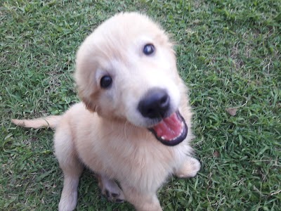 Photos of Veterinaria Alem Suc. Los Granaderos