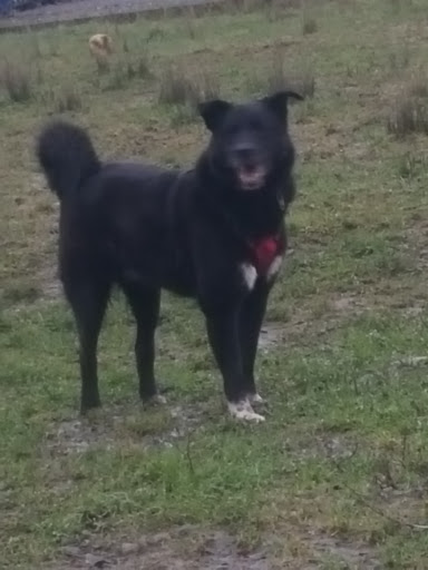Cwtchy Canines - Thumbnail