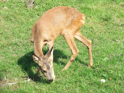 Photos of Szalajka-Halast&oacute;