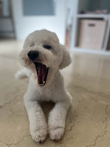 Wusel&Co. Hundesalon photo