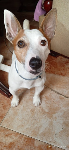 VitalVet Gallery - Spain