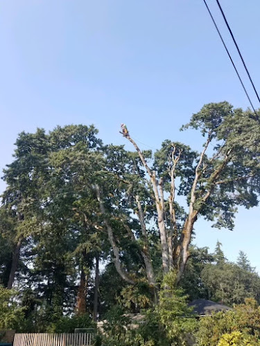 Shook's Tree Service LLC