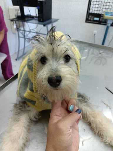 Pet's Medical Center - Thumbnail