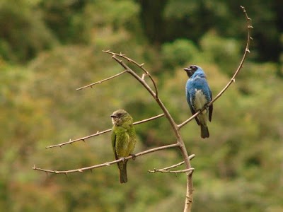 Photos of Cotapata National Park and Integrated Management Natural Area