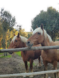 Photo n°25 de EQUI'LIBRE - Balades à cheval à Bonifacio , balades à poney à Bonifacio (Centre équestre)