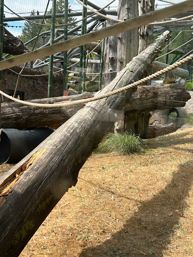 Primate forest - Thumbnail