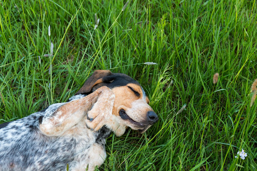 Cohérence canine - Educateur Canin - Thumbnail