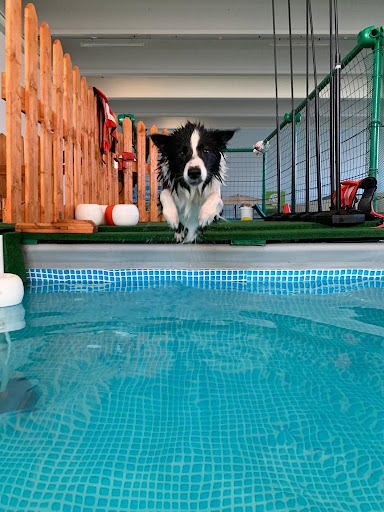 Dogland Park Padova - Thumbnail