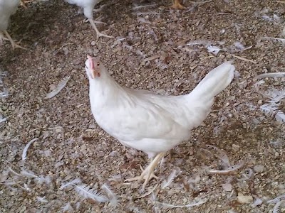 Photos of مزرعة أنطوان فراج للدواجن