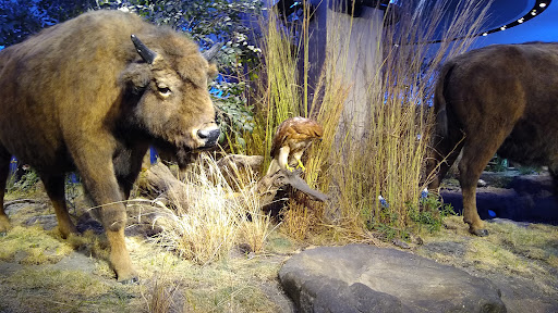 Witte Museum - Visual