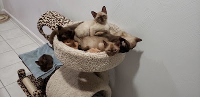 Rainbow Burmese Cattery