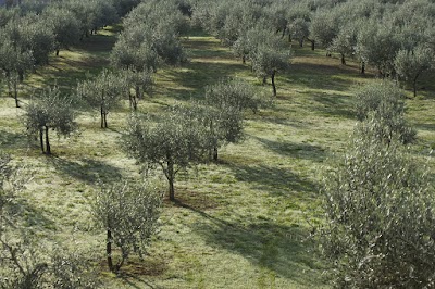 Photos of BALIJA, Premium Extra Virgin Olive Oil