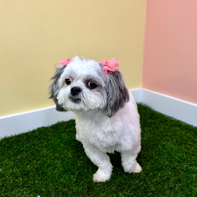 Special Care Grooming