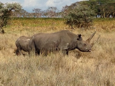 Photos of Lewa Safari Camp by Elewana