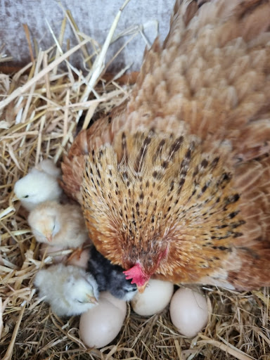 Chick Chicks - Visual