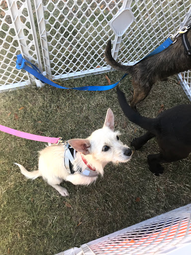 SoMa Animal Clinic and Housecalls - Thumbnail