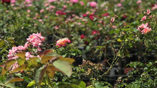 Green E Roses - Thumbnail