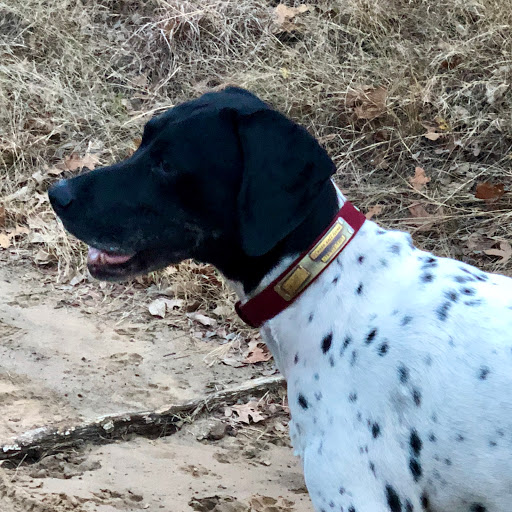 Art of the Pet, LLC. Gallery - United States
