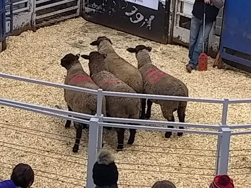 Napoleon Livestock - Thumbnail