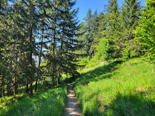 Mount Baldy - Visual