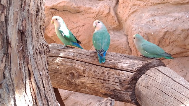 Tenerife Zoo Monkey Park