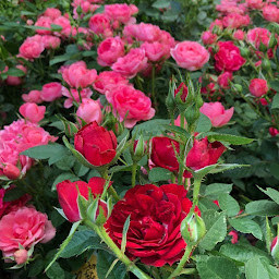 Photo n°33 de botanic Lorient à Lorient (Jardinerie)