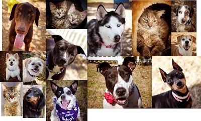 Photos of Gulf Coast Humane Society