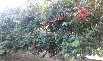 Photos of Lumbini Agro