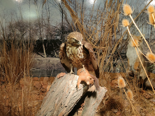 Museo Naturalistico del Fiume Po - Thumbnail