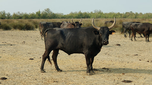 Visite Manade Camargue Camargu'oustau - ARLES