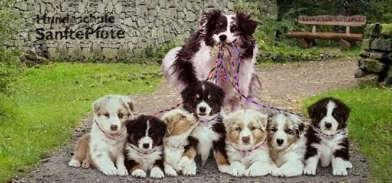 Hundeschule SanftePfote photo