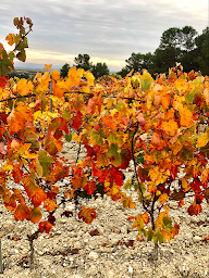 Photo n°3 de Chateau DEUMIÉ à Ventenac-Cabardès (Vignoble)
