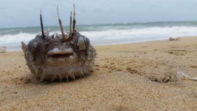 Photos of Sawkku Kadh Beach