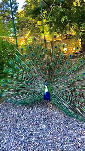 Opiniones de Criadero de aves exoticas Zoopinto en Pinto - Centro comercial