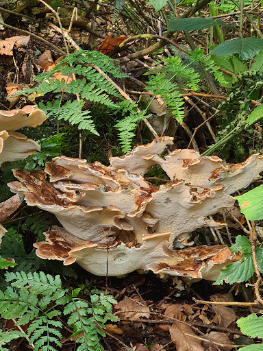 Het Fonteinbos - Stern - Thumbnail